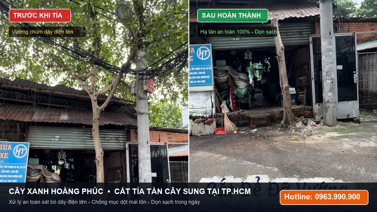 Cắt Tỉa Tàn Cây Xanh, Cây Sung Trước Nhà Tránh Vướng Dây Điện & Mục Mái Tôn Tại TP HCM
