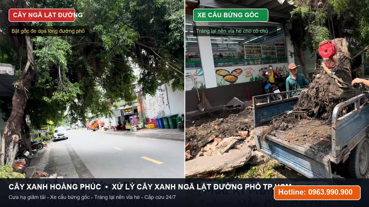 Chặt Hạ, Bứng Gốc Cây Xanh Cổ Thụ Ngã Lật Ra Đường Tại TP HCM
